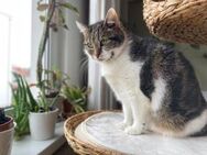 Hübsche Alma sucht ruhiges Zuhause - Hürth