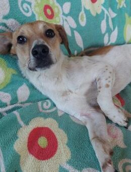 Szotyi junger netter Jack Russel Mix - Remagen