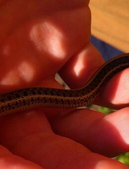 Strumpfbandnatter Babys Thamnophis garter snake T.eques obscurus und T.marcianus Hybriden besser als Kornnattern - Schorndorf (Baden-Württemberg)