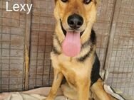 Tapfere Lexy bald PS 45711 Datteln - Wettenberg