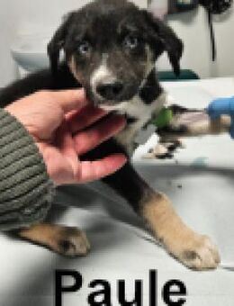 Paul hat wunderschöne Augen - Berlin