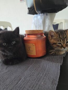 BKH Kitten - Remseck (Neckar)