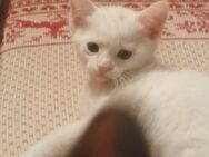 Kitten weiß Hauskatze - Krauschwitz