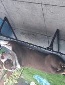 American bully in 30559