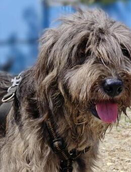 Wuschelhündin Imani sucht Dich! - Beltheim