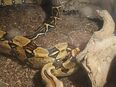 0.2 Boa Constrictor Imperator in 66887