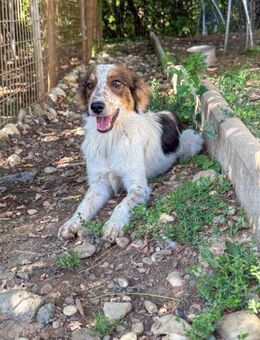 Emil sucht Sofaplatz und Abenteuer - Schwabach