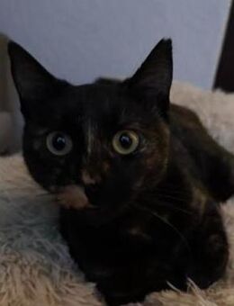 Molly in Bulgarien - Ingolstadt