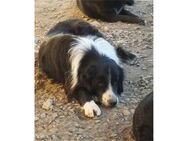 Brutus Pflegestelle oder Zuhause gesuc - Oberwies