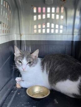 Mortis aus dem Tierschutz - Grevenbroich
