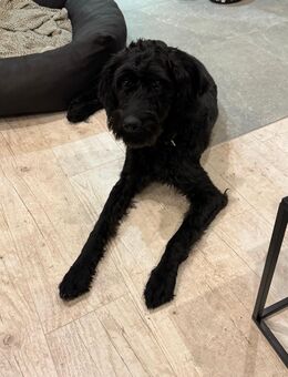 Labradoodle 9 Monate - Bünde