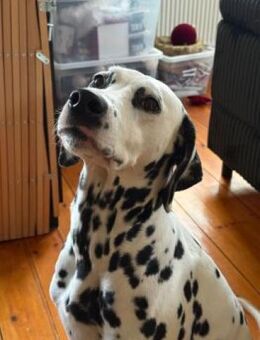 Nala sucht eine Pflegestelle/Zuhause - Neustadt (Wied)