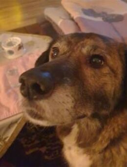 Loumes - wartet in 97714 Oerlenbach - Oberwies