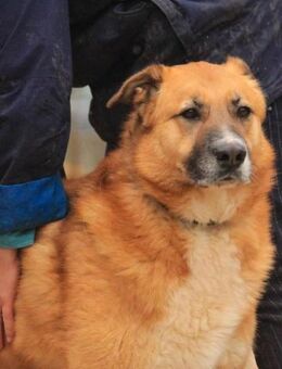 Batu VA, liebenswert und dankbar - Rheine