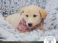 Chip 232070: Hundekind sucht ein Zuhause - Kirchzell
