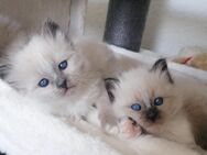Heilige birma kitten - Geislingen (Steige)