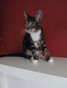 **Süße Katzenbabys suchen liebevolles Zuhause ❤️ - Frankfurt (Main) Heddernheim