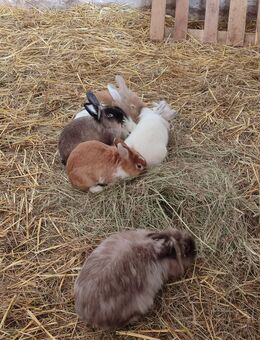 Kaninchen, Hasen, Satin Angora Mixe - Willebadessen