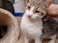 Whisker sucht ein Zuhause - Olfen