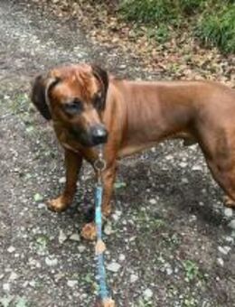 Cicco sucht sein Zuhause - Nack