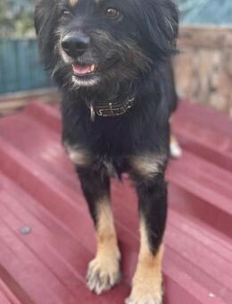 MIMO 💖 sozial, brav, wunderbar! - Neudenau