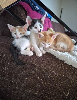 Liebevolle Kitten suchen Dosenöffner - Villmar (Marktflecken)