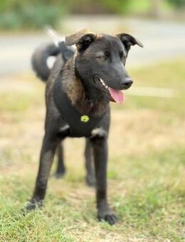 💚Fröhlicher junger Billy🎾 - Eislingen (Fils)