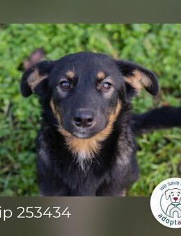 Chip 253434: Hundekind sucht ein Zuhause - Kirchzell