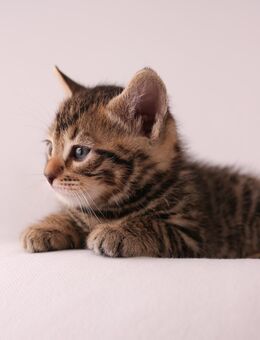 Bengal Mix - Delmenhorst