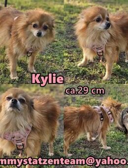 Kylie ist neugierig und lerneifrig - Schafflund