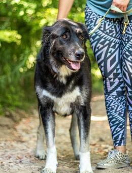 Jázmin, kaukasischer Schäferhund-Mix mit - Vaterstetten