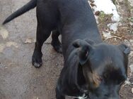 Cane corso - Beeskow