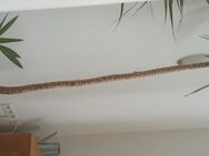 Yucca Palme gebraucht - ca. 220cm hoch - inkl. weißer Topf - München