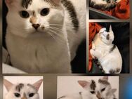 Kater EKH - Hagen (Stadt der FernUniversität)