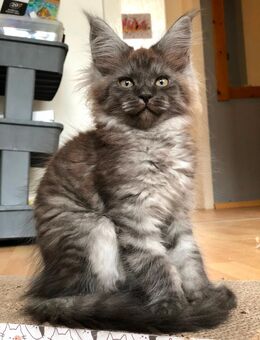 Zuckersüßes Maine Coon Babys. - Moers