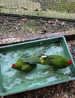 Ziegensittiche abzugeben - Rötha