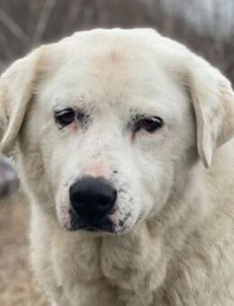 Sanni, geb ca. 08/2018, GRIECHENLAND - Euskirchen