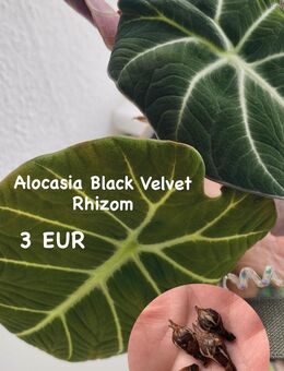 Alocasia Black Velvet Rhizome - Berlin