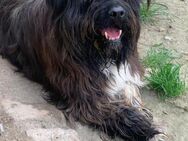 Zeusz, Bearded Collie, mit Video - Frankfurt (Main)