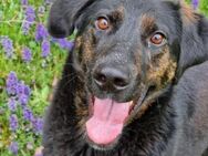 Kenny - ein lustiger Junghund - Willich