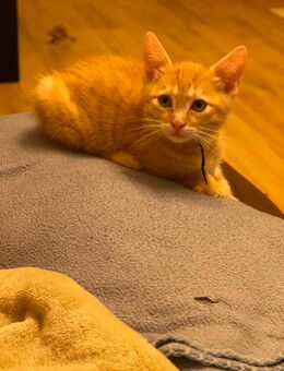 EBK Kitten suchen ein neues Zuhause - Sögel