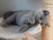 Süße BKH Kitten abzugeben - Hamburg