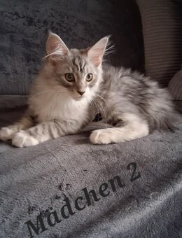 Maine coon kitten - Artern (Unstrut)