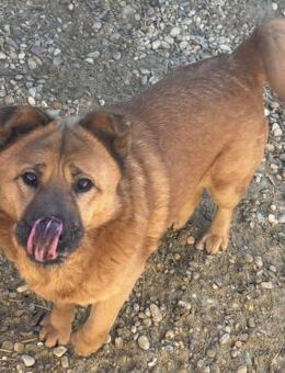 DARSHA - DAS PLÜSCHTIER - Nörten-Hardenberg