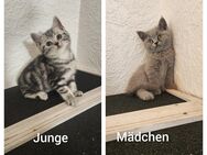 Bkh kitten 2 Stück ab sofort - Oberndorf (Neckar)