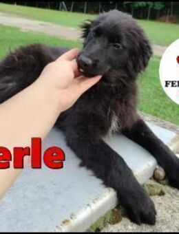 Welpe Hündin Merle sucht eine Familie - Margetshöchheim