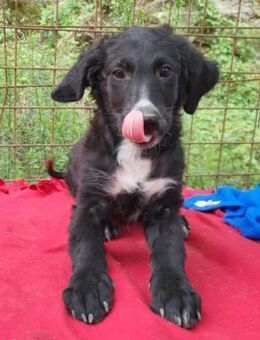 ♥Nelly♥ fröhliches,verspieltes Mädchen - Hamburg