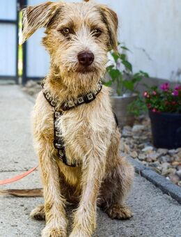 Junghund Kevin sucht Familie - Velbert