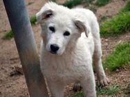 Aslan sucht sein Traumzuhause - Neuss