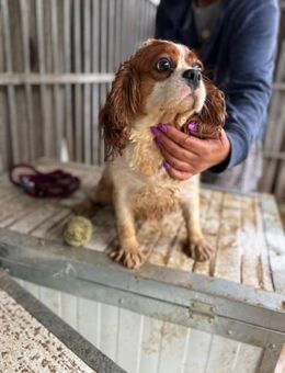Honey2 PP Hündin sucht liebevolles - Neustadt (Rübenberge)
